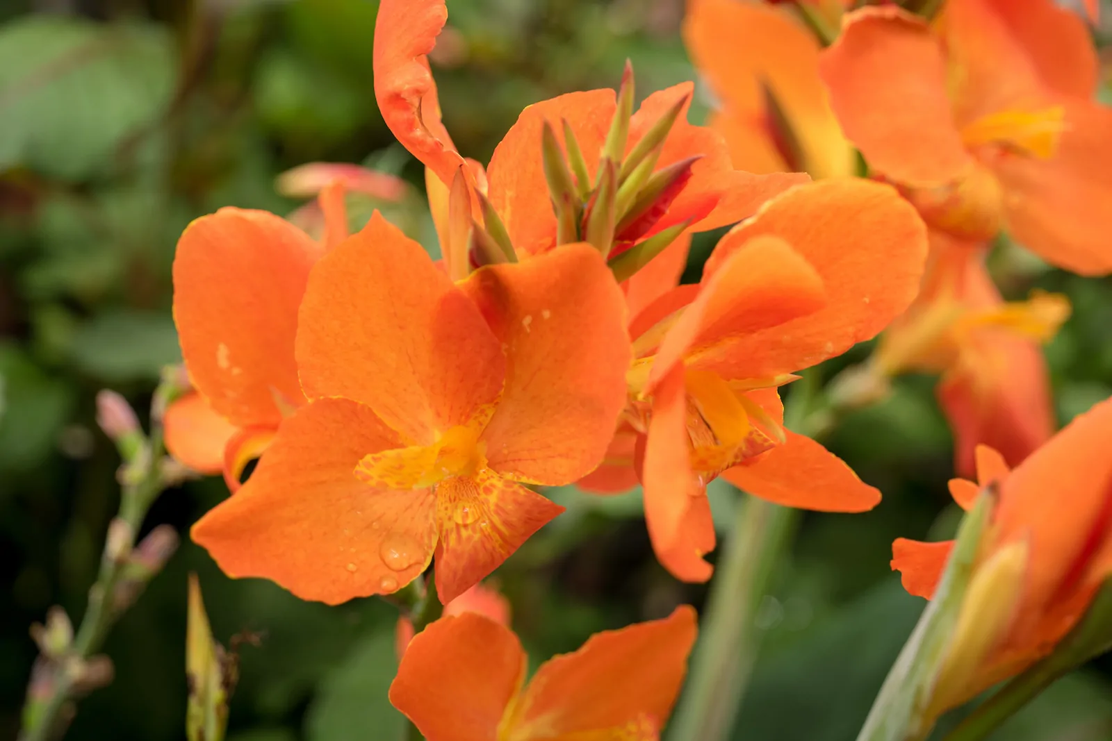 canna lily flower