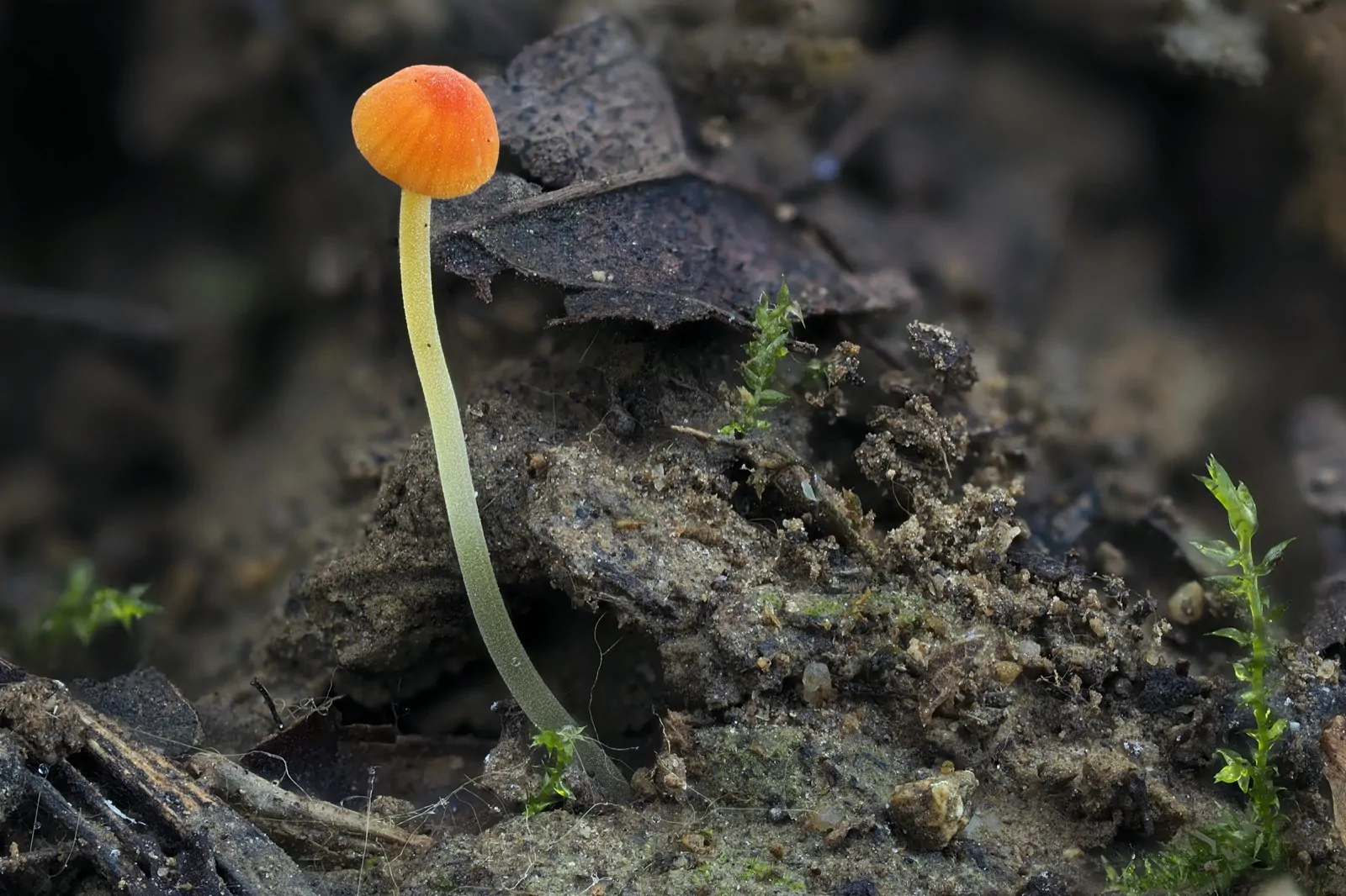 orange bonnet mushroom mycena acicula
