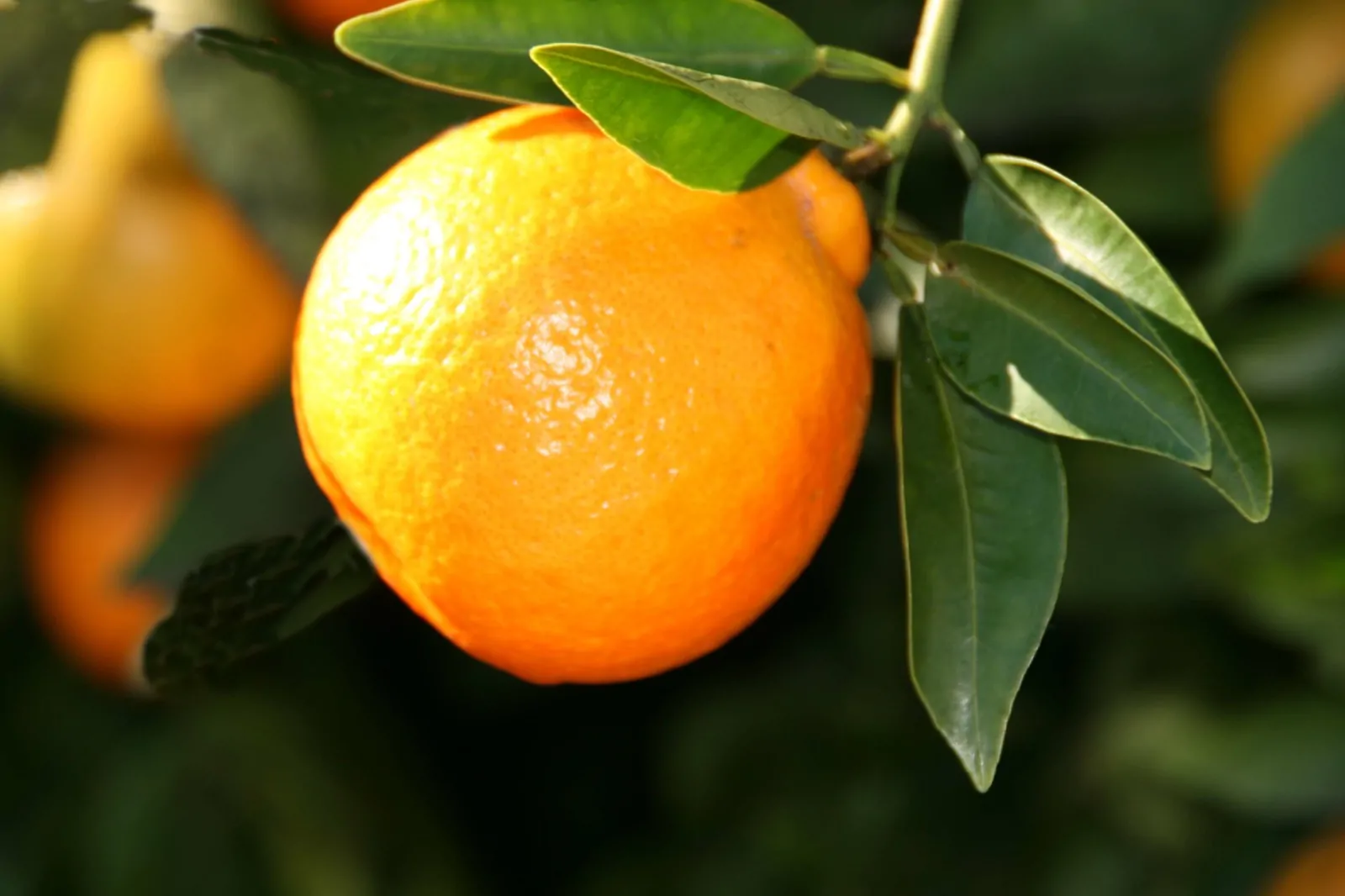 orange tangelo fruit tree