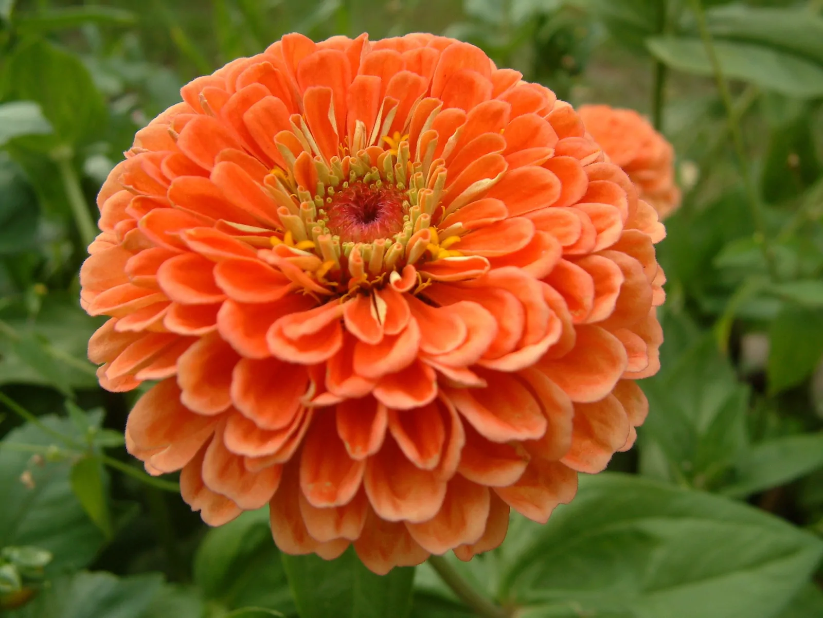orange zinnia