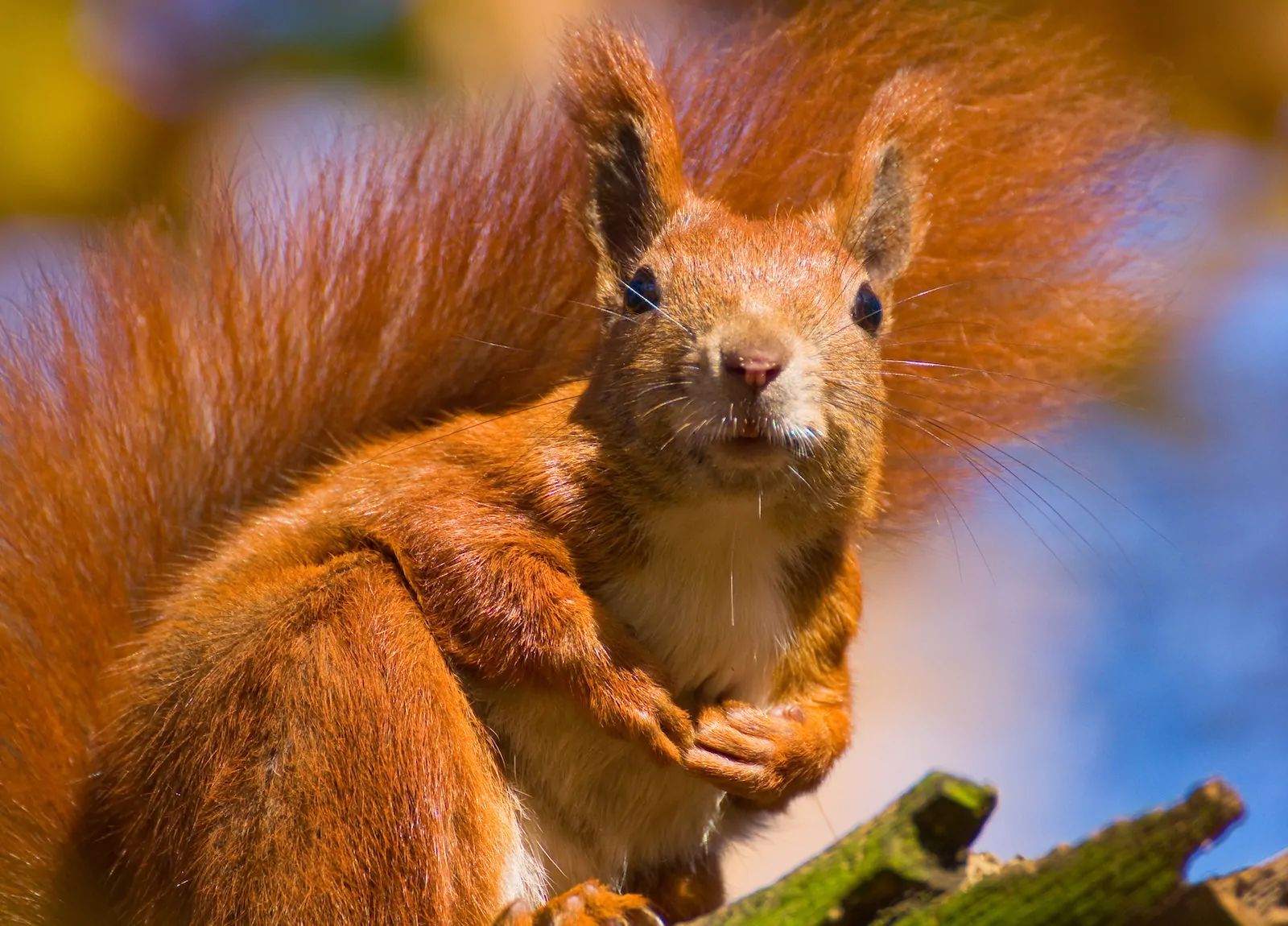 red squirrel