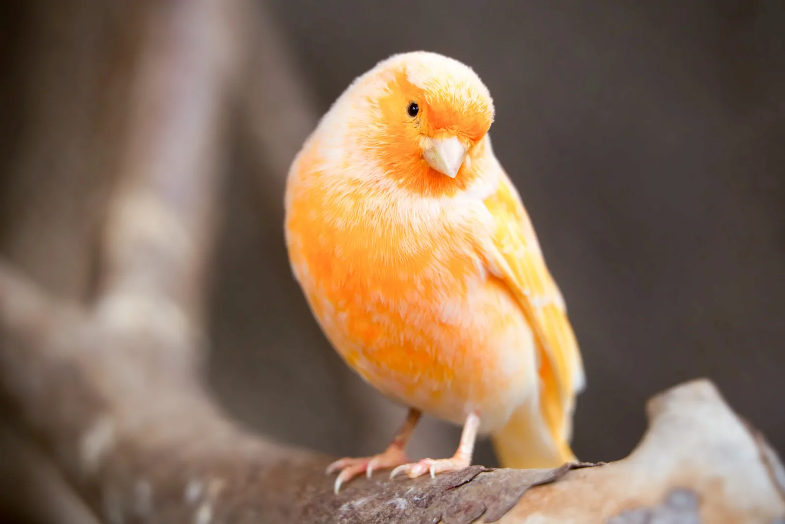 wild canarie